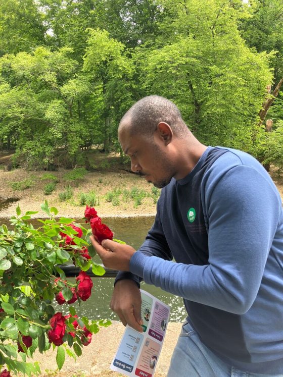 A person leaning against a railing looking at a red rose bush.